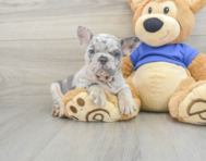 8 week old French Bulldog Puppy For Sale - Windy City Pups