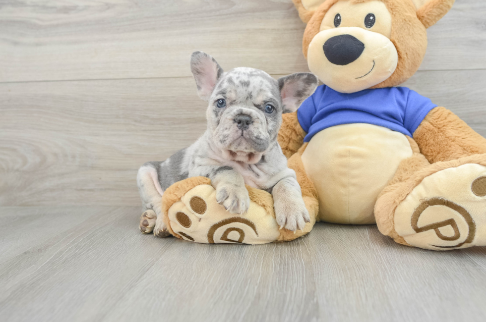 8 week old French Bulldog Puppy For Sale - Windy City Pups