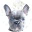 French Bulldog Puppy For Sale - Windy City Pups