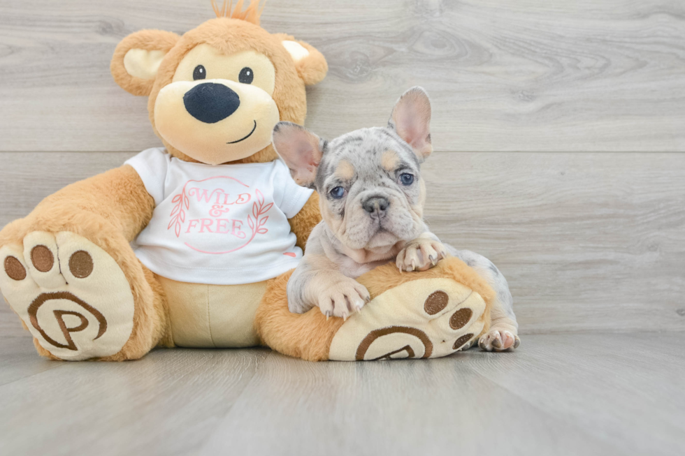 French Bulldog Puppy for Adoption