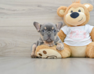 8 week old French Bulldog Puppy For Sale - Windy City Pups