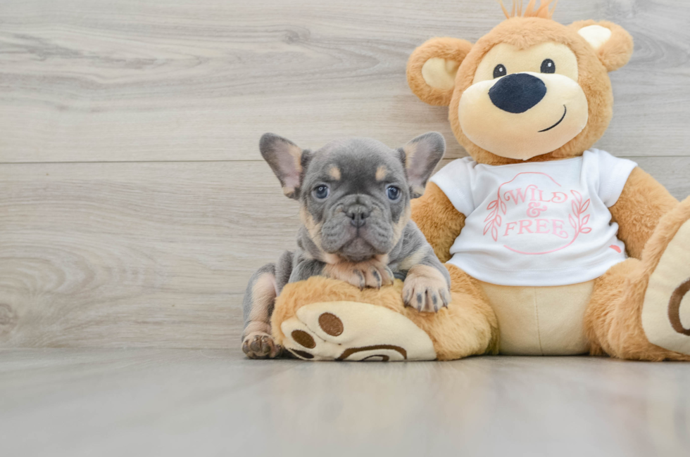 7 week old French Bulldog Puppy For Sale - Windy City Pups