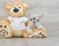 8 week old French Bulldog Puppy For Sale - Windy City Pups