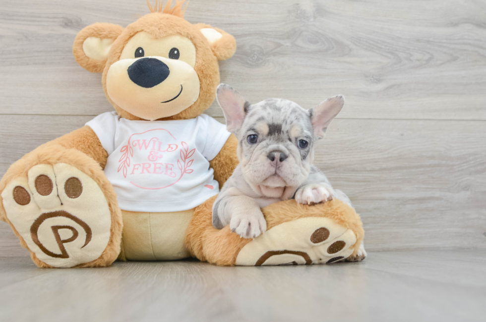 7 week old French Bulldog Puppy For Sale - Windy City Pups