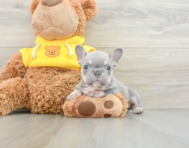 6 week old French Bulldog Puppy For Sale - Windy City Pups