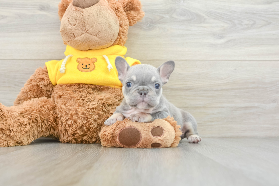 French Bulldog Puppy for Adoption