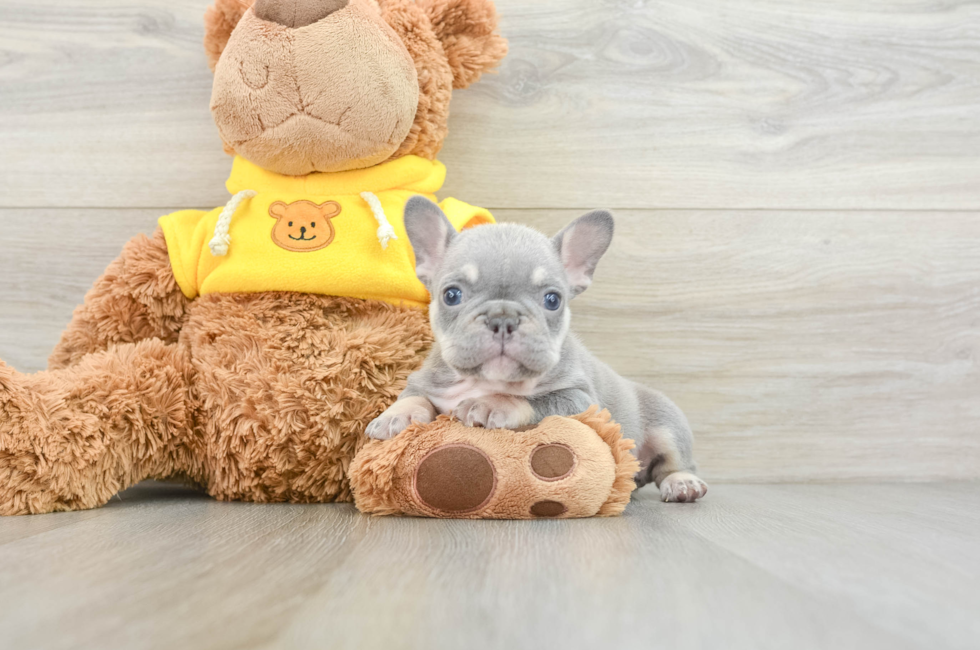 6 week old French Bulldog Puppy For Sale - Windy City Pups