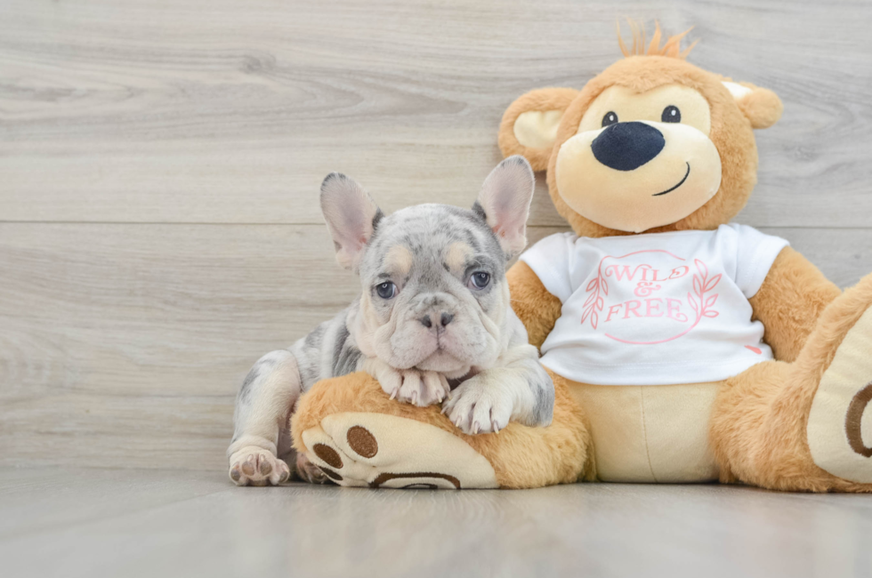 7 week old French Bulldog Puppy For Sale - Windy City Pups