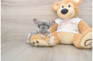 Popular French Bulldog Purebred Pup
