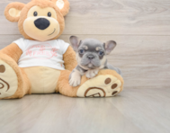 7 week old French Bulldog Puppy For Sale - Windy City Pups