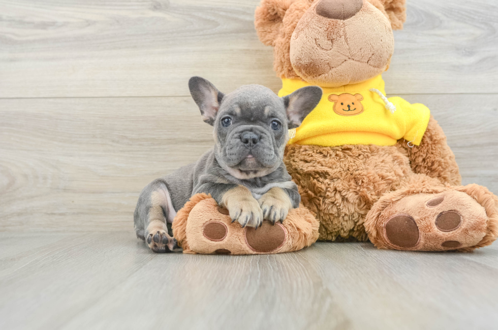 8 week old French Bulldog Puppy For Sale - Windy City Pups