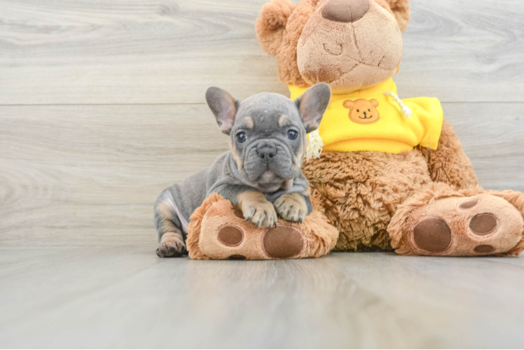 Best French Bulldog Baby