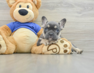 7 week old French Bulldog Puppy For Sale - Windy City Pups