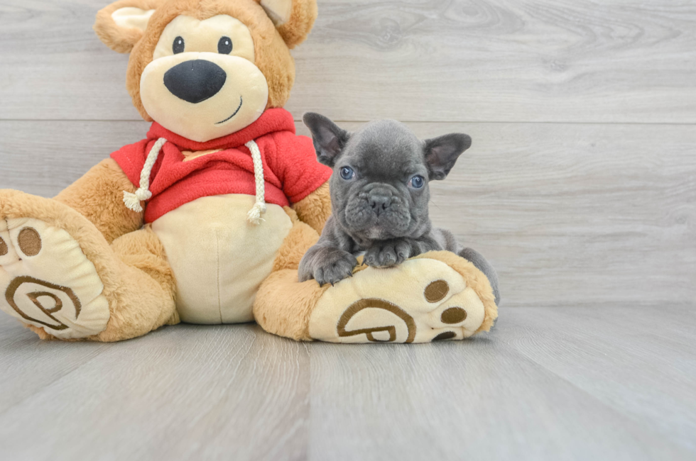 10 week old French Bulldog Puppy For Sale - Windy City Pups