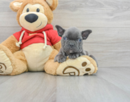 10 week old French Bulldog Puppy For Sale - Windy City Pups