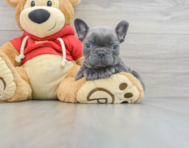9 week old French Bulldog Puppy For Sale - Windy City Pups