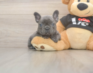 6 week old French Bulldog Puppy For Sale - Windy City Pups