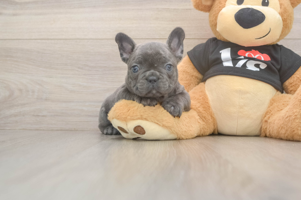 8 week old French Bulldog Puppy For Sale - Windy City Pups