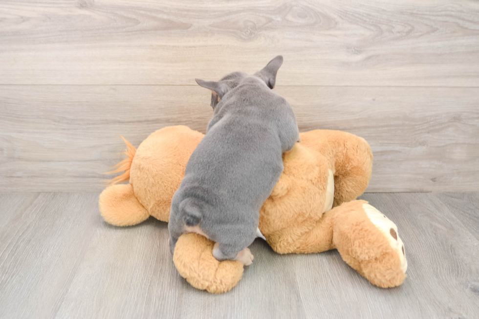 French Bulldog Puppy for Adoption