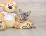 7 week old French Bulldog Puppy For Sale - Windy City Pups