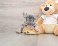 7 week old French Bulldog Puppy For Sale - Windy City Pups