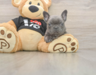 6 week old French Bulldog Puppy For Sale - Windy City Pups