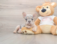 7 week old French Bulldog Puppy For Sale - Windy City Pups