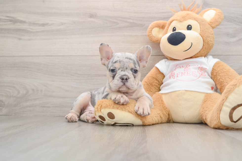 French Bulldog Puppy for Adoption