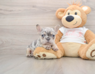 7 week old French Bulldog Puppy For Sale - Windy City Pups