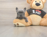 6 week old French Bulldog Puppy For Sale - Windy City Pups