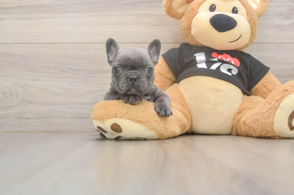 8 week old French Bulldog Puppy For Sale - Windy City Pups
