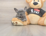 6 week old French Bulldog Puppy For Sale - Windy City Pups