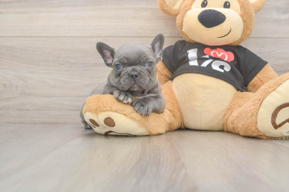 8 week old French Bulldog Puppy For Sale - Windy City Pups