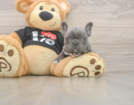 7 week old French Bulldog Puppy For Sale - Windy City Pups