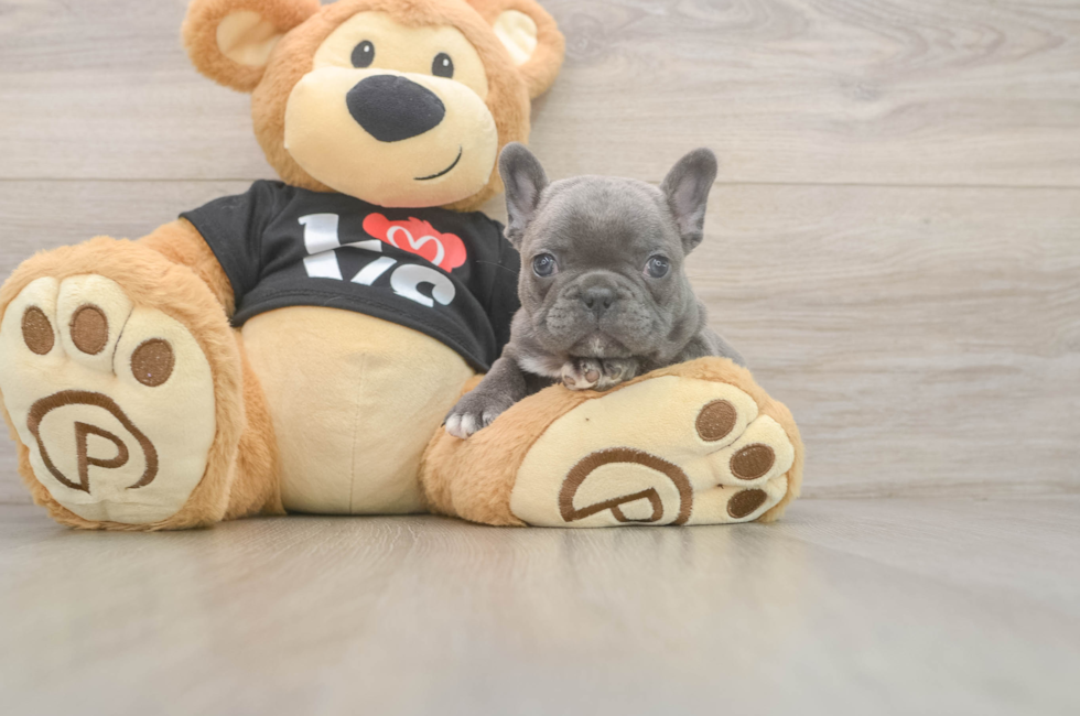 8 week old French Bulldog Puppy For Sale - Windy City Pups