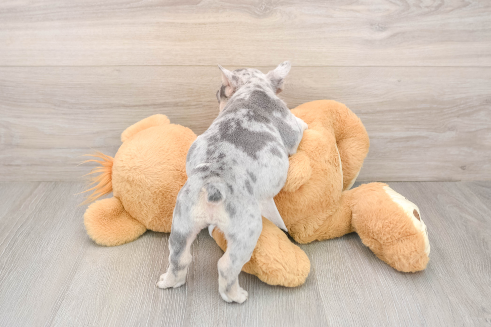 Akc Registered French Bulldog Purebred Pup