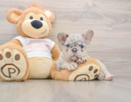 8 week old French Bulldog Puppy For Sale - Windy City Pups