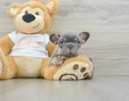 7 week old French Bulldog Puppy For Sale - Windy City Pups