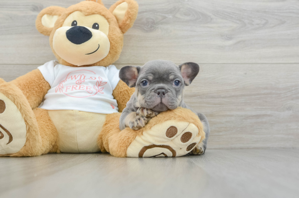 7 week old French Bulldog Puppy For Sale - Windy City Pups