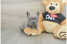 Smart Frenchie Purebred Puppy