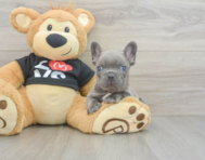7 week old French Bulldog Puppy For Sale - Windy City Pups