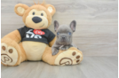 Little French Bulldog Baby