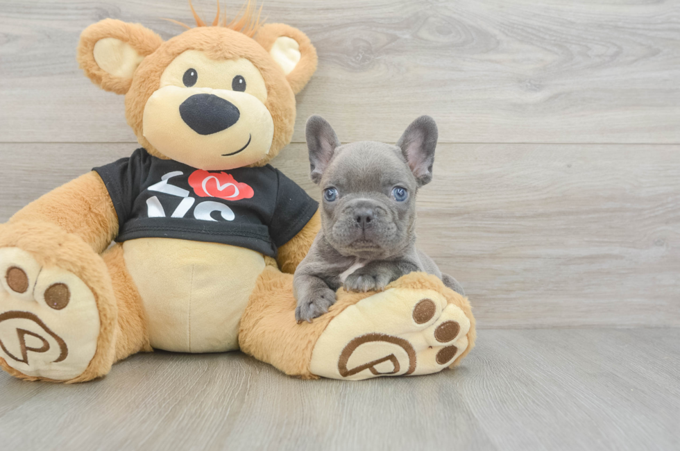 7 week old French Bulldog Puppy For Sale - Windy City Pups
