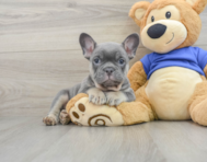 8 week old French Bulldog Puppy For Sale - Windy City Pups