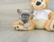 7 week old French Bulldog Puppy For Sale - Windy City Pups