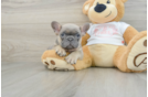 Small French Bulldog Baby