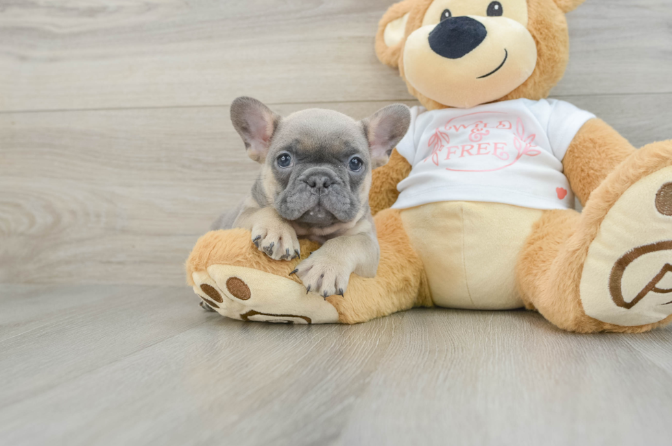 7 week old French Bulldog Puppy For Sale - Windy City Pups