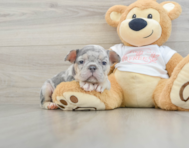 7 week old French Bulldog Puppy For Sale - Windy City Pups