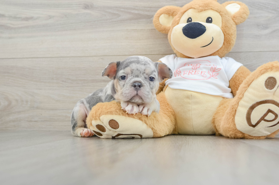 7 week old French Bulldog Puppy For Sale - Windy City Pups