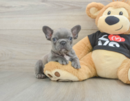 7 week old French Bulldog Puppy For Sale - Windy City Pups